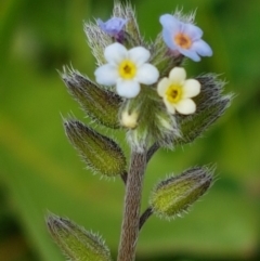 Myosotis discolor (Forget-me-not) at Holt, ACT - 26 Sep 2020 by trevorpreston