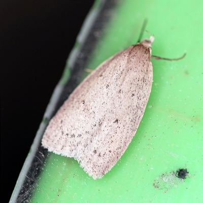 Chezala privatella (A Concealer moth) at O'Connor, ACT - 8 Sep 2020 by ibaird