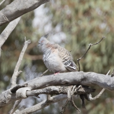 Ocyphaps lophotes (Crested Pigeon) at Illilanga & Baroona - 16 Nov 2019 by Illilanga