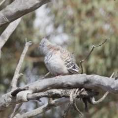 Ocyphaps lophotes (Crested Pigeon) at Michelago, NSW - 16 Nov 2019 by Illilanga