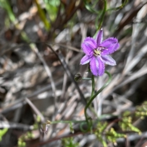 Thysanotus patersonii at Farrer, ACT - 23 Sep 2020 06:29 PM