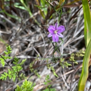 Thysanotus patersonii at Farrer, ACT - 23 Sep 2020 06:29 PM