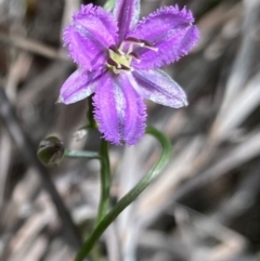 Thysanotus patersonii at Farrer, ACT - 23 Sep 2020 06:29 PM