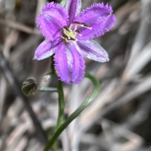 Thysanotus patersonii at Farrer, ACT - 23 Sep 2020 06:29 PM