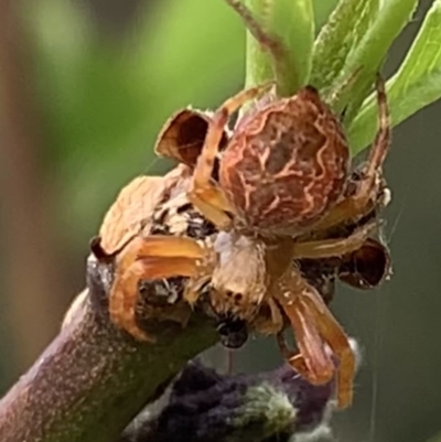 Unidentified Orb-weaving spider (several families) at Black Range, NSW - 26 Sep 2020 by StephH