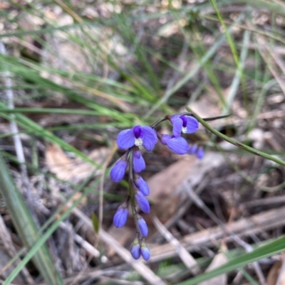 Comesperma volubile (Love Creeper) at Tuggeranong DC, ACT - 22 Sep 2020 by Shazw