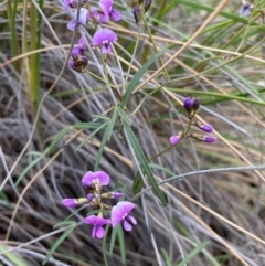 Glycine clandestina (Twining Glycine) at Kambah, ACT - 25 Sep 2020 by Shazw