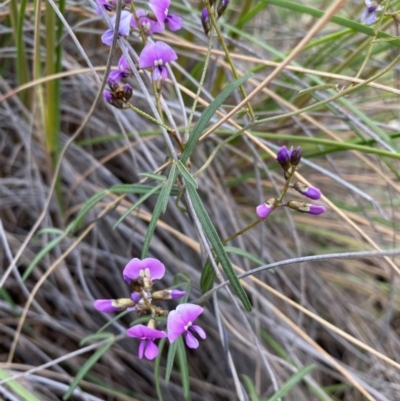 Glycine clandestina (Twining Glycine) at Mount Taylor - 25 Sep 2020 by Shazw