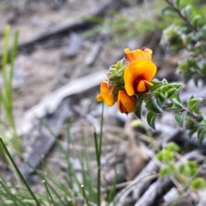 Pultenaea procumbens at Kambah, ACT - 25 Sep 2020 01:50 PM