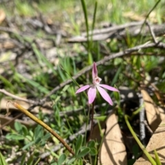 Caladenia fuscata (Dusky Fingers) at Rob Roy Range - 22 Sep 2020 by Shazw