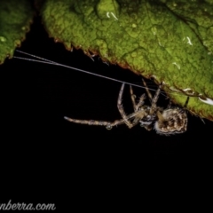 Araneidae (family) (Orb weaver) at Hughes, ACT - 20 Sep 2020 by JonSteinbeck
