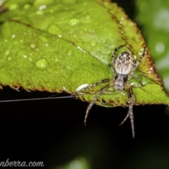 Araneidae (family) at Hughes, ACT - 20 Sep 2020