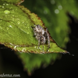 Araneidae (family) at Hughes, ACT - 20 Sep 2020