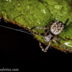 Araneidae (family) at Hughes, ACT - 20 Sep 2020