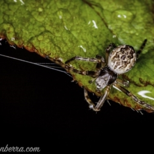 Araneidae (family) at Hughes, ACT - 20 Sep 2020