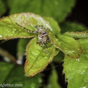 Araneidae (family) at Hughes, ACT - 20 Sep 2020