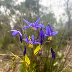 Stypandra glauca (Nodding Blue Lily) at Farrer, ACT - 12 Sep 2020 by Shazw