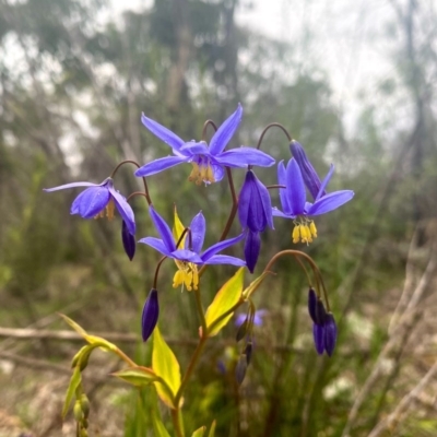 Stypandra glauca (Nodding Blue Lily) at Farrer, ACT - 12 Sep 2020 by Shazw