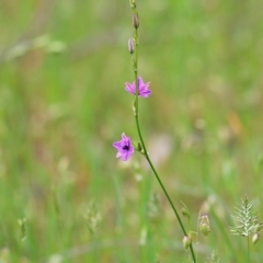 Arthropodium fimbriatum (Nodding Chocolate Lily) at Wodonga, VIC - 26 Sep 2020 by Kyliegw