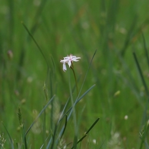 Burchardia umbellata at Wodonga, VIC - 26 Sep 2020