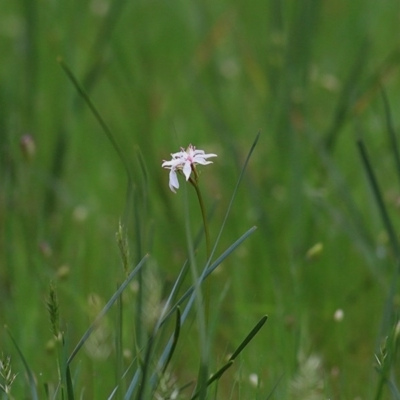 Burchardia umbellata (Milkmaids) at Jack Perry Reserve - 26 Sep 2020 by Kyliegw