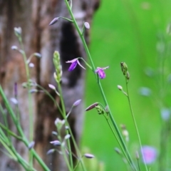 Arthropodium fimbriatum (Nodding Chocolate Lily) at Jack Perry Reserve - 26 Sep 2020 by Kyliegw