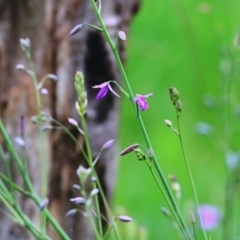 Arthropodium fimbriatum (Nodding Chocolate Lily) at Wodonga - 26 Sep 2020 by Kyliegw