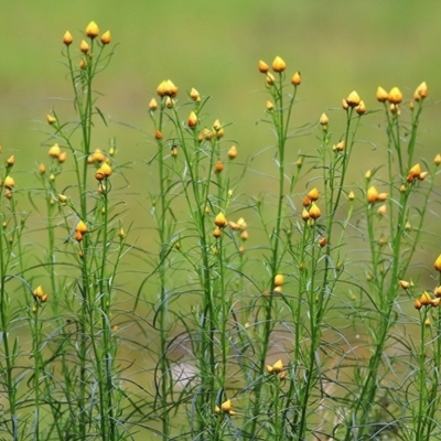Xerochrysum viscosum (Sticky Everlasting) at Jack Perry Reserve - 25 Sep 2020 by Kyliegw