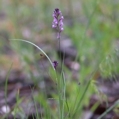 Linaria pelisseriana (Pelisser's Toadflax) at Wodonga, VIC - 26 Sep 2020 by KylieWaldon