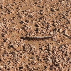 Diplopoda (class) (Unidentified millipede) at Fyshwick, ACT - 25 Sep 2020 by YellowButton