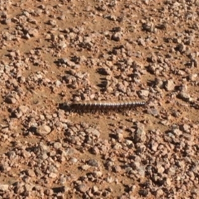 Diplopoda (class) (Unidentified millipede) at Jerrabomberra Wetlands - 25 Sep 2020 by YellowButton