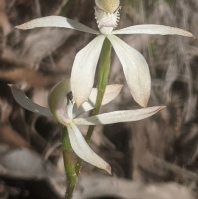 Caladenia ustulata (Brown Caps) at Lake George, NSW - 26 Sep 2020 by MPennay