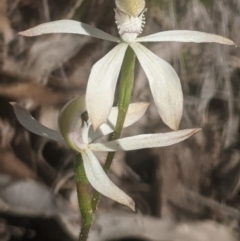 Caladenia ustulata (Brown caps) at Lake George, NSW - 26 Sep 2020 by MPennay