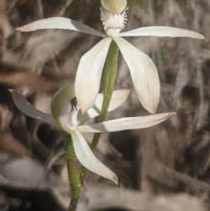 Caladenia ustulata at Lake George, NSW - 26 Sep 2020