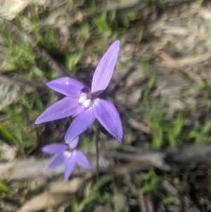 Glossodia major at Lake George, NSW - 26 Sep 2020