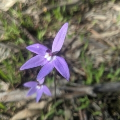 Glossodia major (Wax Lip Orchid) at Lake George, NSW - 26 Sep 2020 by MPennay