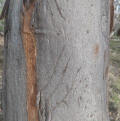 Unverified Mammal at Lake George, NSW - 25 Sep 2020 by MPennay