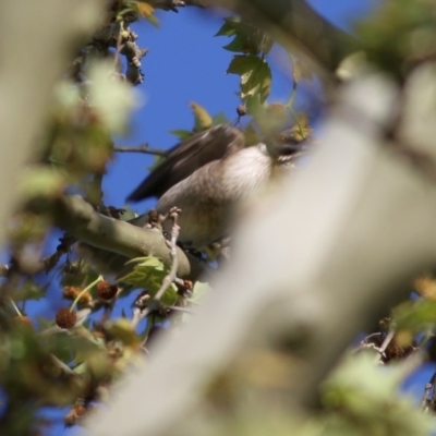 Philemon corniculatus (Noisy Friarbird) at Wodonga - 26 Sep 2020 by Kyliegw