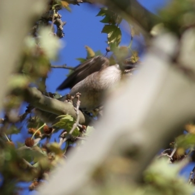 Philemon corniculatus (Noisy Friarbird) at Wodonga, VIC - 26 Sep 2020 by KylieWaldon