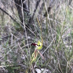 Caladenia atrovespa (Green-comb Spider Orchid) at Black Mountain - 26 Sep 2020 by Nat