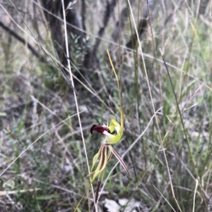 Caladenia atrovespa at Downer, ACT - suppressed