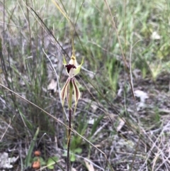 Caladenia atrovespa at Downer, ACT - 26 Sep 2020