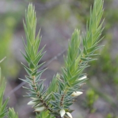 Melichrus urceolatus (Urn Heath) at O'Connor, ACT - 26 Sep 2020 by ConBoekel