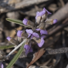 Hovea heterophylla (Common Hovea) at Black Mountain - 11 Sep 2018 by AlisonMilton