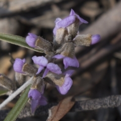 Hovea heterophylla at Bruce, ACT - 11 Sep 2018 02:07 PM