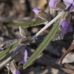 Hovea heterophylla at Bruce, ACT - 11 Sep 2018