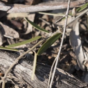 Hovea heterophylla at Bruce, ACT - 11 Sep 2018