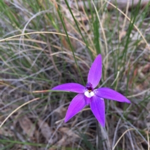 Glossodia major at Downer, ACT - 25 Sep 2020