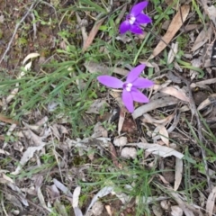 Glossodia major at Downer, ACT - 25 Sep 2020