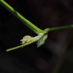 Carex inversa at O'Connor, ACT - 26 Sep 2020